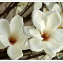 고목나무 이미지