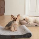 도그인 그레이 이미지