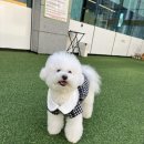 오늘도 신나개 이미지