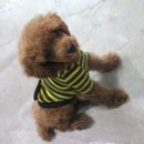 몽몽팔방