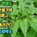 도깨비바늘-백반증을 치료하고 아토피 등 피부병에 특효-혈액 속 기름기, 피떡을 제거해 피를 맑게 하고, 혈액 순환의 촉진 및 혈압을 낮 이미지