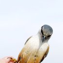 재롱이네 이미지