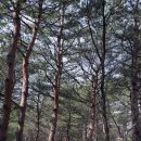 설악순두부 이미지