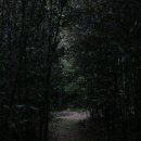 정곡리 Daum카페