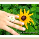 아베끄망 이미지