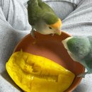 나의 밀린 발자취 👣🐥