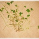 한잎클로버 이미지