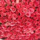 영남화훼농협 이미지