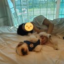 하늘N펜션 | [반려동물 이야기] 반려견 동반 1박 2일 태안 여행 ②편 - 하늘N애견펜션/하나로마트(안면도점)