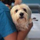 이승재동물병원 | 아는 것이 힘! 반려인이라면 꼭 알아둬야 할 법 3