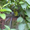 코리농장 이미지