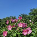 부용