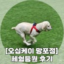 50k 반려견 유치원 | &lt;오십케이 망포&gt; 내돈내산 수원 강아지 유치원: 가을이 체험등원 하고왔어요❤️