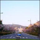 국립한국해양대학교 해양금융물류대학원 | 부산 가볼 만한 곳 영도 8경 조도 한국해양대학교 아치섬 둘레길 아치해변 자갈마당