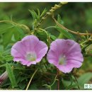 쌍둥이네 농장 이미지