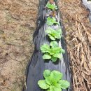 건우 농장 이미지