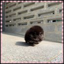 꼬리치는강아지 이미지