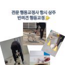 명품 애견유치원 호텔 이미지