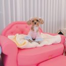 헤이도그 | ♥️(내돈내산) 강아지 가구 / 강아지소파 추천!♥️인천 송도 헤이도그 구매 후기✔️