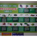 고향야채 이미지