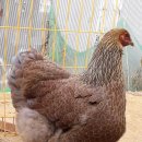 현성농장 이미지