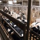 계정축사 이미지