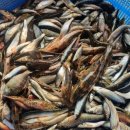 진천매운탕어탕 이미지