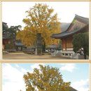 (주)행복은행나무 이미지
