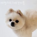 베벌리 도그 이미지