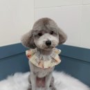 우주펫애견미용 이미지