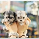 애니멀즈 강아지분양 고양이분양 천안점 | 애니멀즈 천안점에서 귀여운 강아지와 고양이를 찾아보세요!