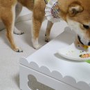 따숩개하우스 이미지