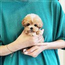 퍼피로그 강아지분양 창원점 이미지