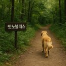 언론기관부설 | 포항강아지장례식장, 나의 전부였던 반려견에게 전하는 작별 인사