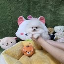 내 강아지 | 목포강아지입양 절차와 후기