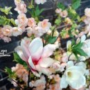 야미노래연습장 이미지