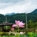 연화 이미지
