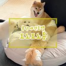 모노모노몽 이미지