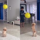 꼬마펫 이미지