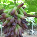 은자농장 이미지