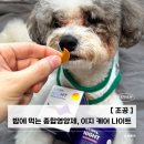 강아지종합영양제 하루 한 번, 스트레스완화 중심 밤전용영양제 루틴 후기