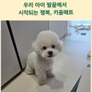 키움발자국 | 강아지 슬개골을 지켜주는 공간, 키움매트 시공 후기(거실 복도 주방 시공 사례)