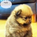 천하사우