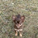 토토호프 이미지