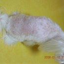 돼지보리네 Daum카페