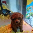 화이트애플 이미지