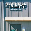 서울농장 | 2023년 10월 배포큰농장 샤인머스캣 수확 체험 마지막날 후기