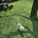 멍멍이와 숲속에서 이미지