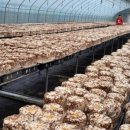 양지영농장 이미지