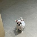 애견풀하우스 | [평택애견미용 / 지제애견미용] 멍풀하우스 재방문 후기 ♡ 꼬미미용실을 소개합니다!